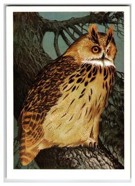 Vintage Russian Eagle Owl Postcard V. G. Egorov Wildlife Art 1988 Unposted